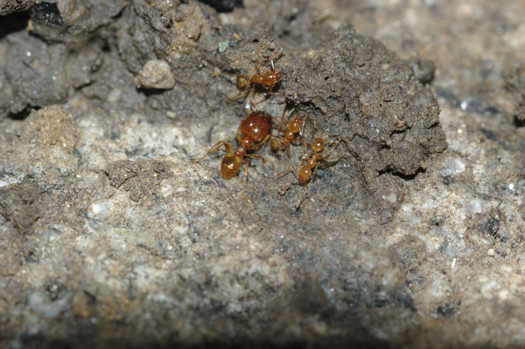 Pheidole pallidula scure